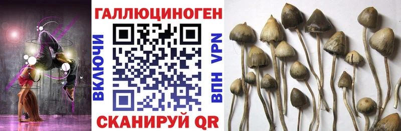 кракен зеркало даркнет сайт Тамбов Псилоцибиновые грибы Cubensis